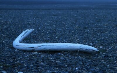 Million-Year-Old DNA Rewrites Mammoths’ Evolutionary Tree