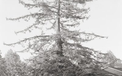 Portraits of a Neighborhood’s ‘Wood Wide Web’