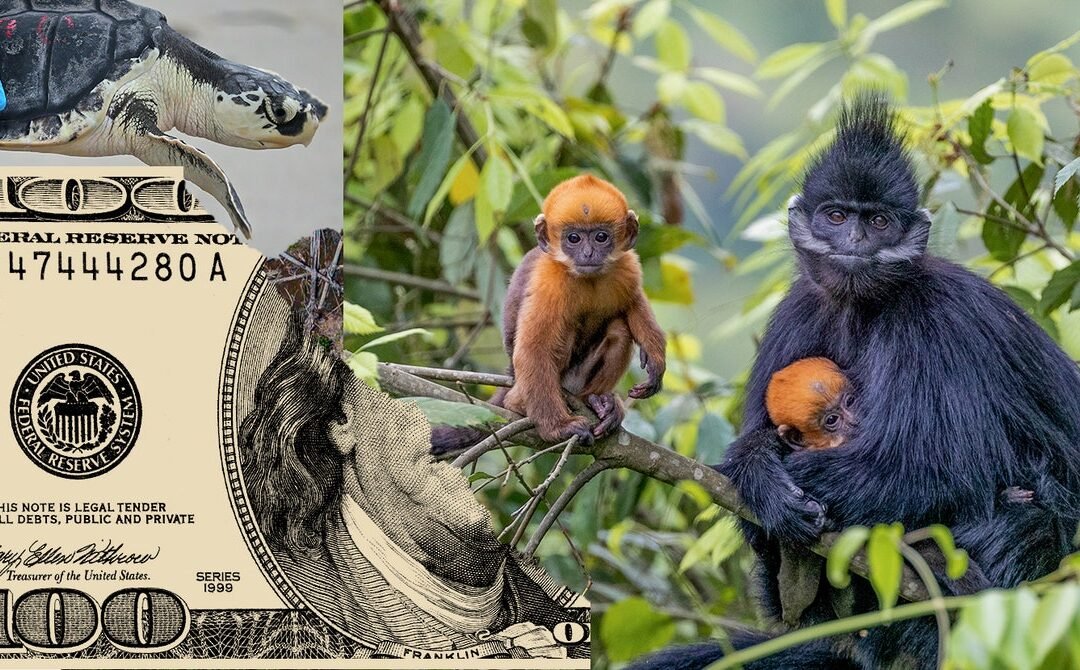 Humans Need to Create Interspecies Money to Save the Planet