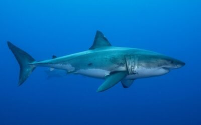 Sharks Use the Earth’s Magnetic Field Like a Compass