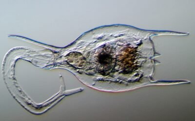 24,000 Years in Ice Still Didn’t Kill These Ancient Critters