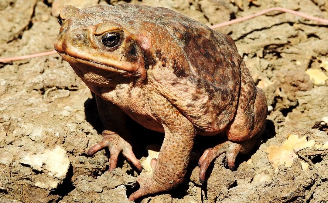 Nothing Can Eat Australia’s Cane Toads—So They Eat Each Other