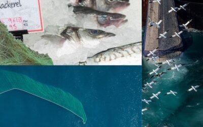 ‘Bluewashing’ Seafood Won’t Make the World More Green