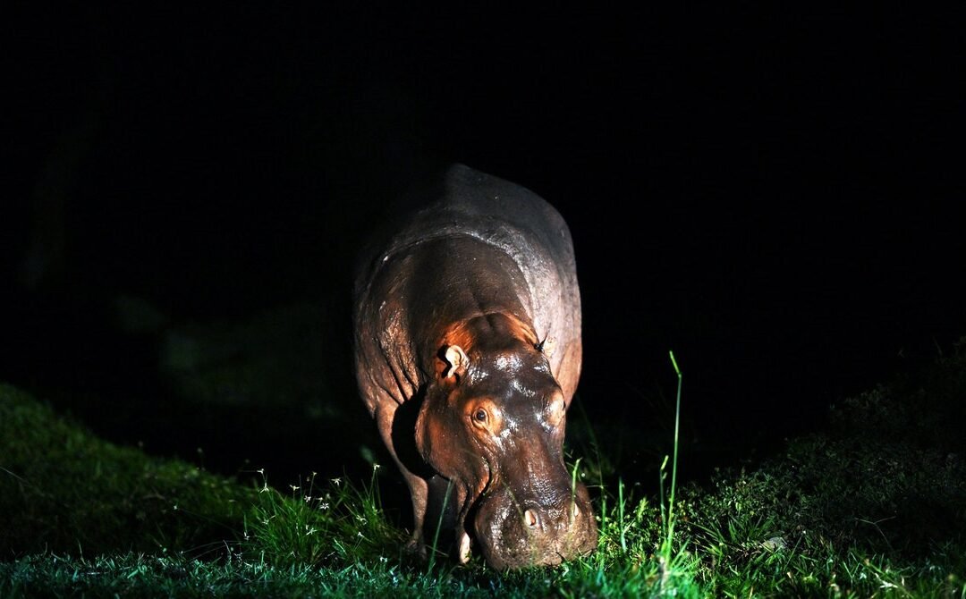 Hippos Are in Trouble. Will ‘Endangered’ Status Save Them?