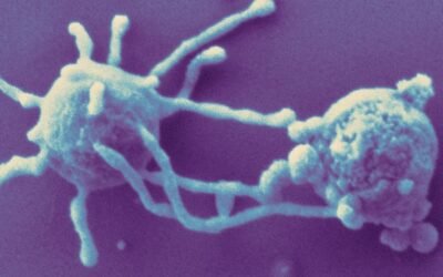 Primitive Asgard Cells Show Life on the Brink of Complexity